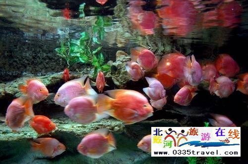 秦皇島新澳海底世界