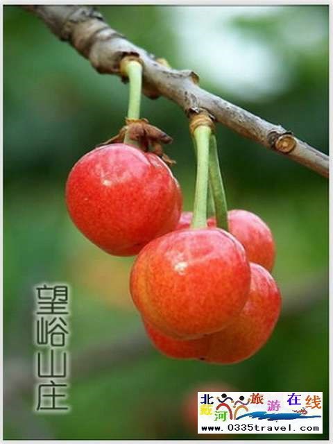秦皇島一卡通旅游年票優(yōu)惠辦理電話0335-3522588 3522599 13191824199